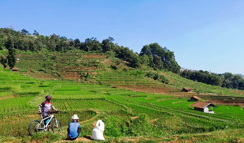 Program Asuransi Usaha Tani Padi (AUTP) terus digulirkan Dinas Pertanian dan Ketahanan Pangan (DPKP) Kabupaten Sumedang. Untuk tahun 2024 ini, DPKP  menargetlan 1.000 hektare areal tanaman padi di wilayah Kabupaten Sumedang bisa masuk menjadi peserta AUTP.