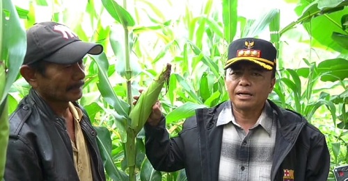 Pj Bupati Herman Suryatman mengunjungi kebun jagung program Satu Hektar Buruh Tani Bangkit (STARBAK) di Cisoka, Desa Sukamaju, Kecamatan Rancakalong. STARBAK sebagai bentuk Food Estate parsitipatif menyiapkan lahan satu hektare di tiap desa untuk digarap buruh tani, salah satunya di Desa Sukamaju Kecamatan Rancakalong.  